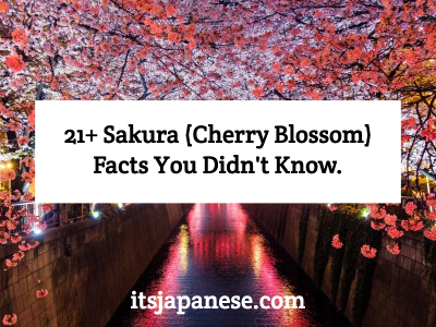 cherry-blossom-facts