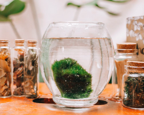 marimo moss ball