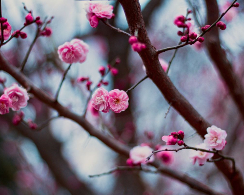 plum blossom