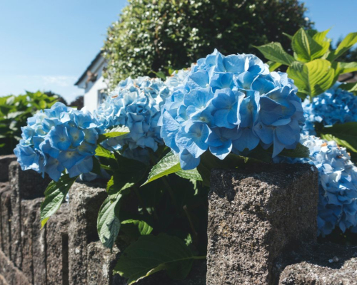 hydrangea types of japanese flowers