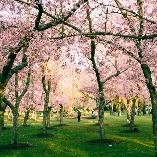 types of japanese trees sakura