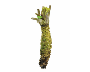 wasabia japonica